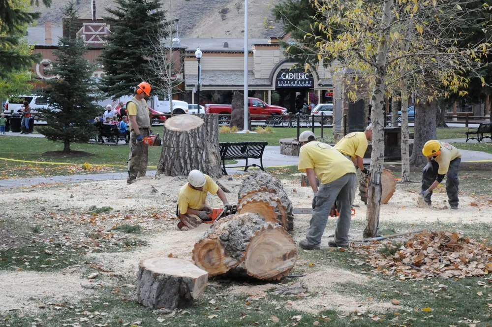 Affordable yard cleanup service near you in Jackson, WY by The Tree and Landscape Company