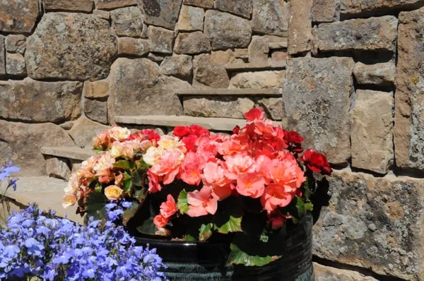 The Tree and Landscape Company Logo