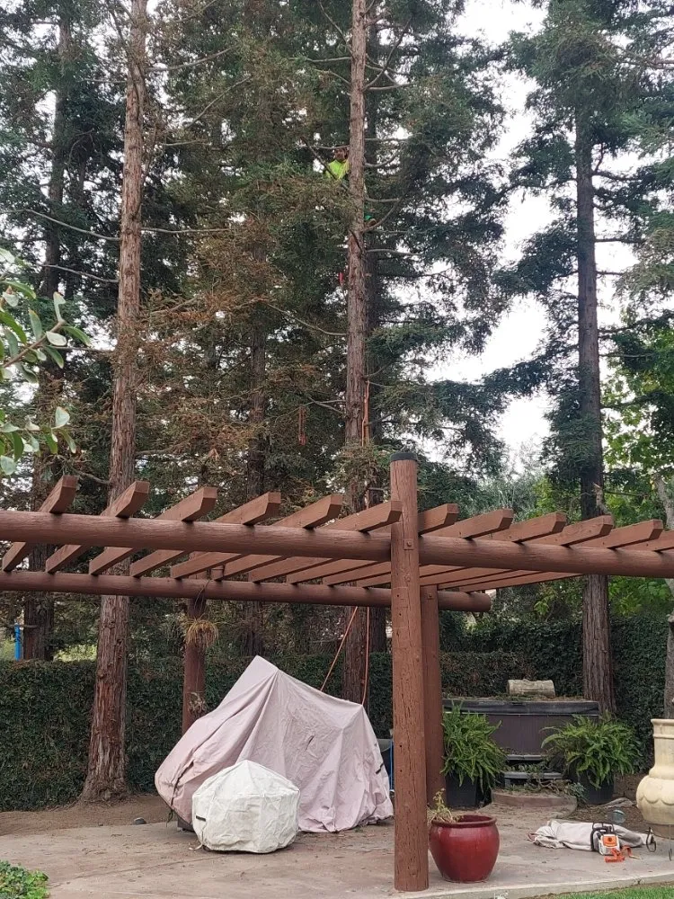 Professional lawn care service experts serving Winton, CA - The Tree and Lawn Ranger