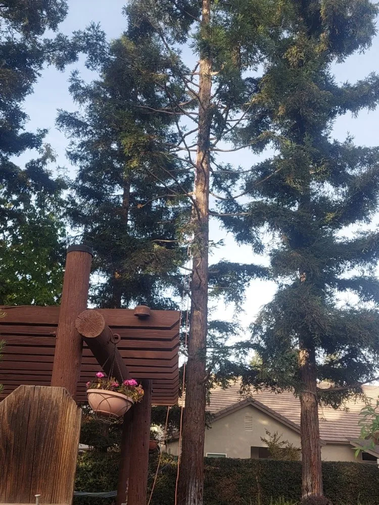 Affordable yard cleanup service near you across Winton, CA - The Tree and Lawn Ranger