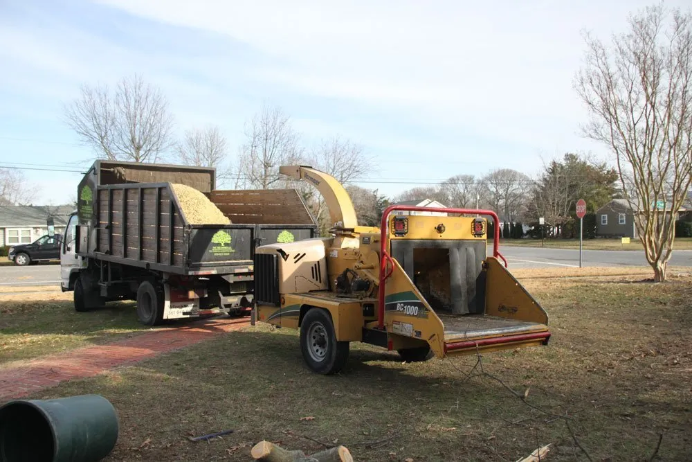 Local landscape design in Cape May, NJ - The Tree Barber