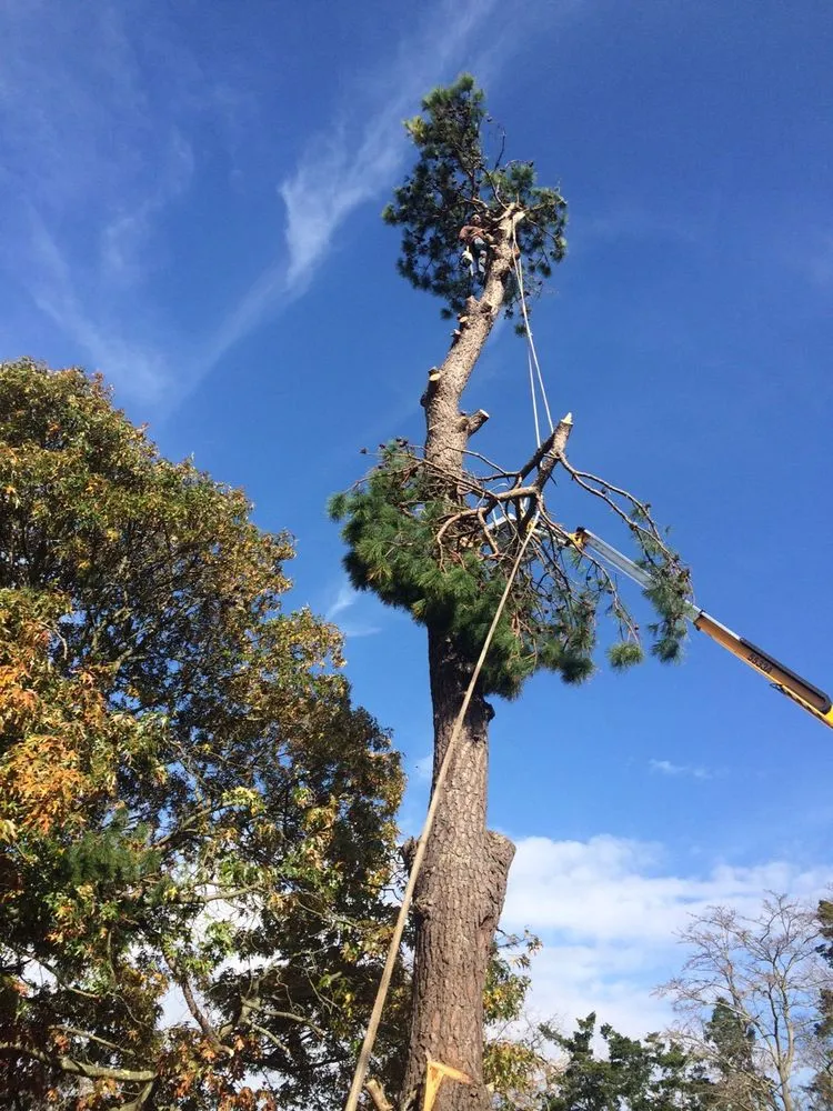 Reliable landscaping services in Cape May, NJ by The Tree Barber