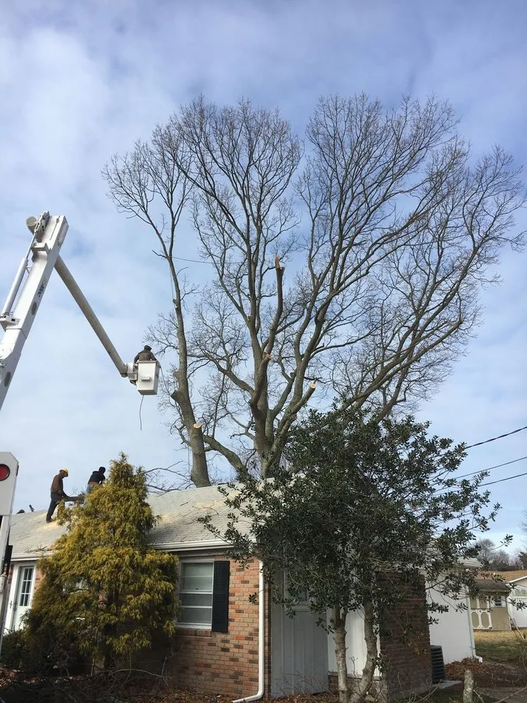 Affordable landscape installation for year-round maintenance across Cape May, NJ - The Tree Barber