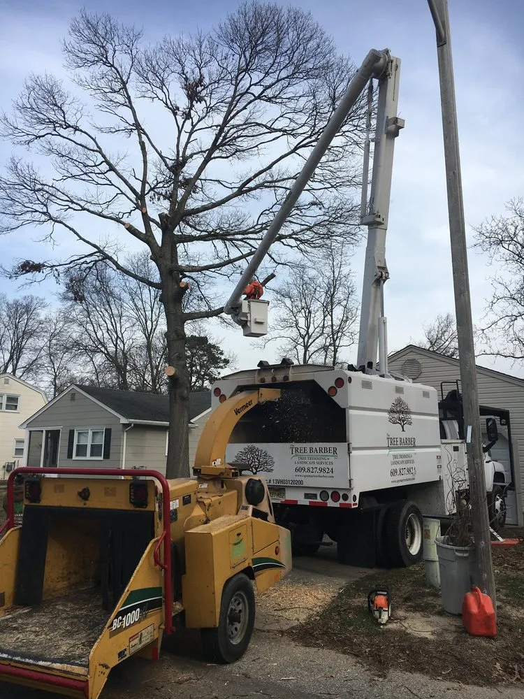 Top-rated yard cleanup service experts serving Cape May, NJ - The Tree Barber