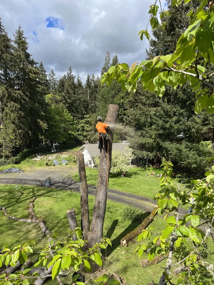 Top-rated garden landscaping for homes across Centralia, WA - The Tree Barbers