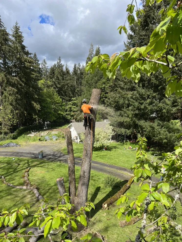 Local lawn care service in Centralia, WA by The Tree Barbers
