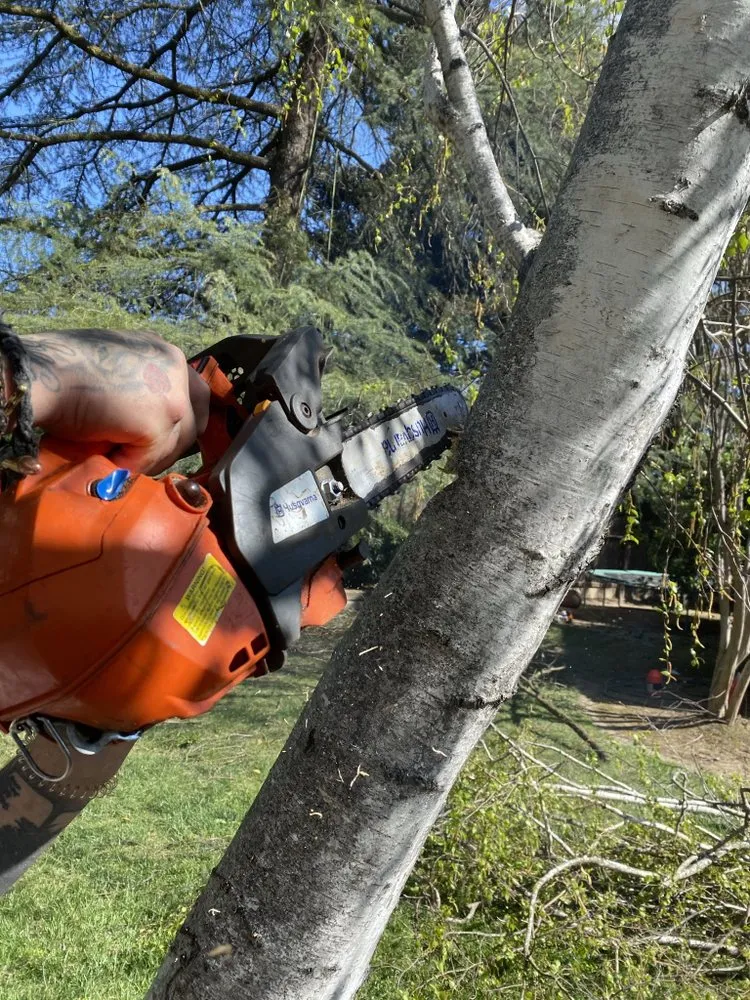 Trusted landscaping services with custom design across Centralia, WA - The Tree Barbers