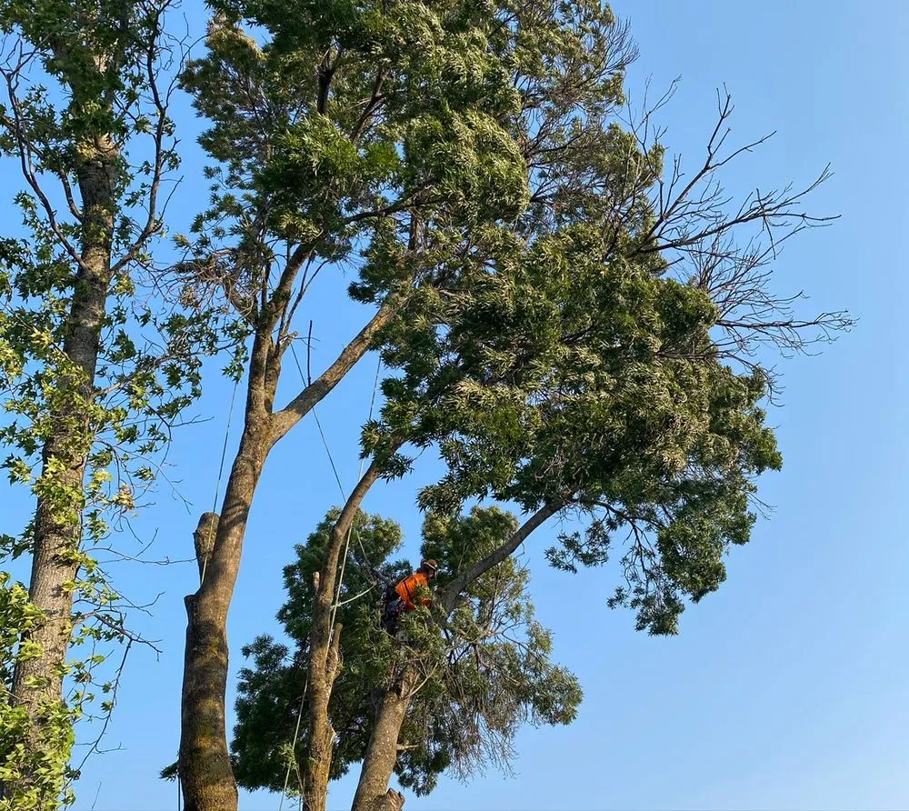 Affordable yard cleanup service in Centralia, WA - The Tree Barbers