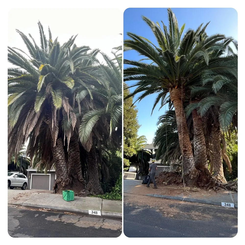 Custom landscape installation near you in Centralia, WA by The Tree Barbers