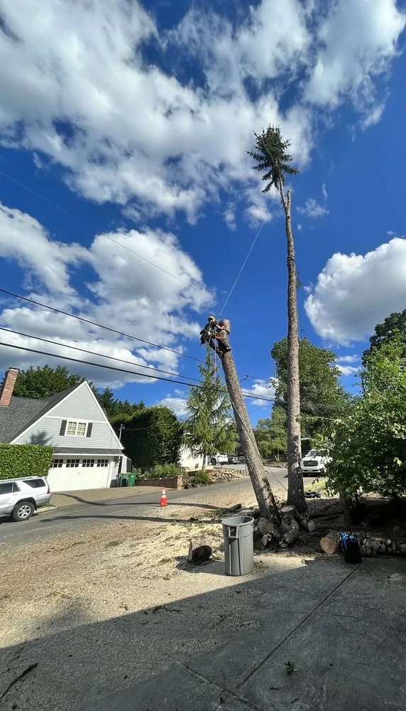Affordable yard cleanup service for residential properties in Centralia, WA by The Tree Barbers