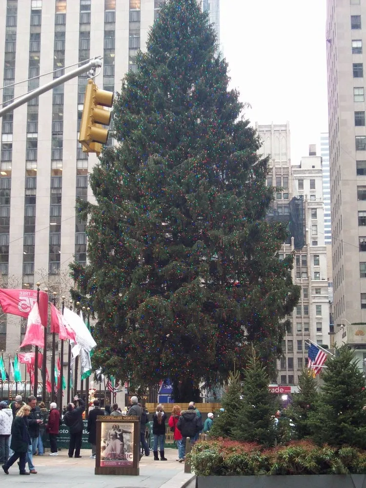 Expert lawn care service with custom design in Centralia, WA by The Tree Barbers