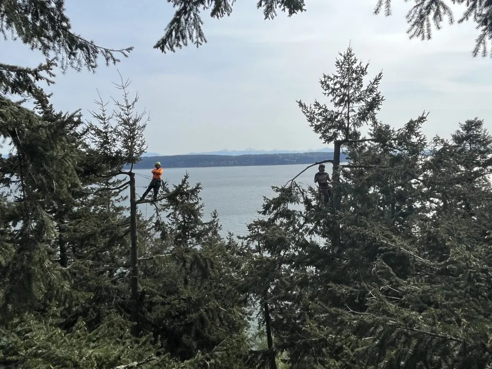 Trusted lawn care service in Centralia, WA - The Tree Barbers