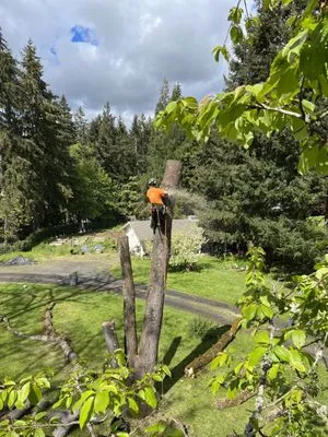The Tree Barbers Logo