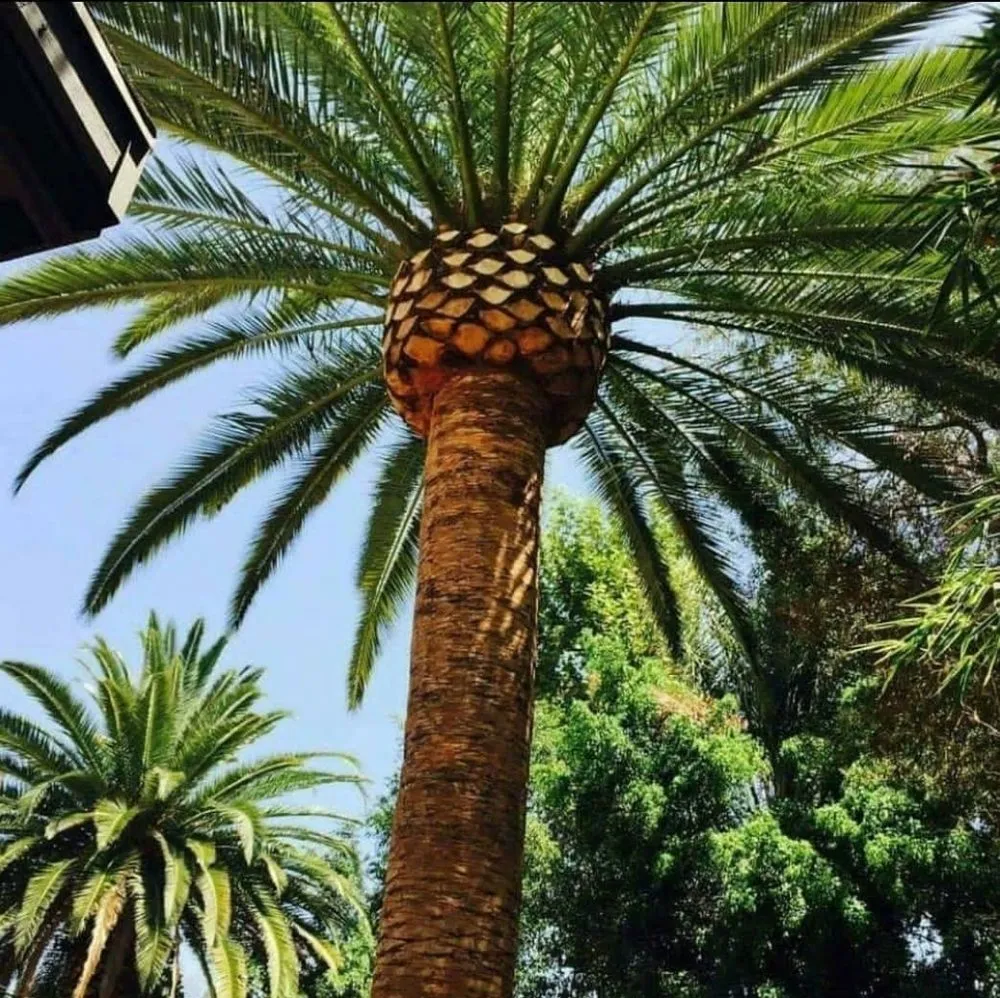 Professional landscape design in Loxahatchee, FL - The Tree Dudes