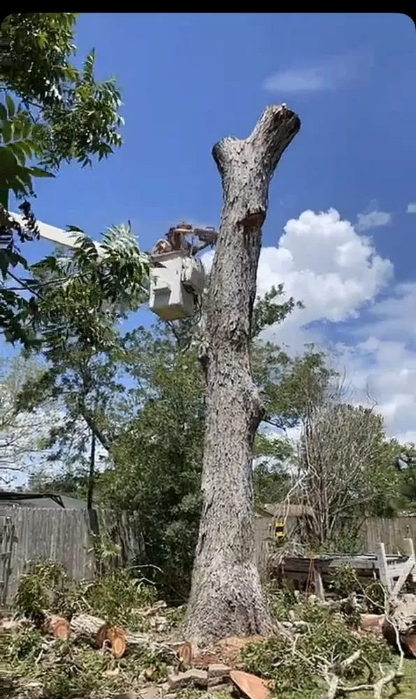 Professional landscape design experts serving Baytown, TX - The Tree Guy