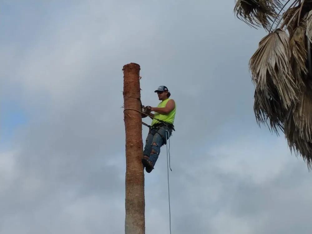 Affordable yard cleanup service in Baytown, TX - The Tree Guy