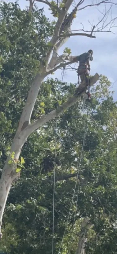 Trusted landscaping services in Baytown, TX by The Tree Guy