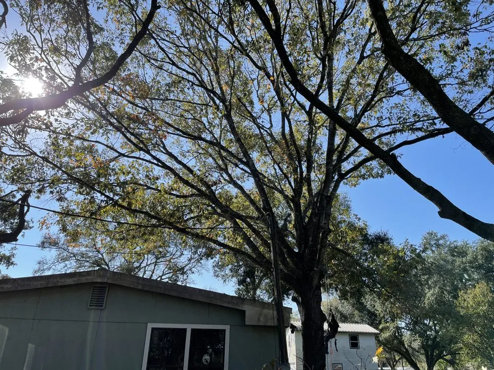 Professional garden landscaping near you in Baytown, TX by The Tree Guy