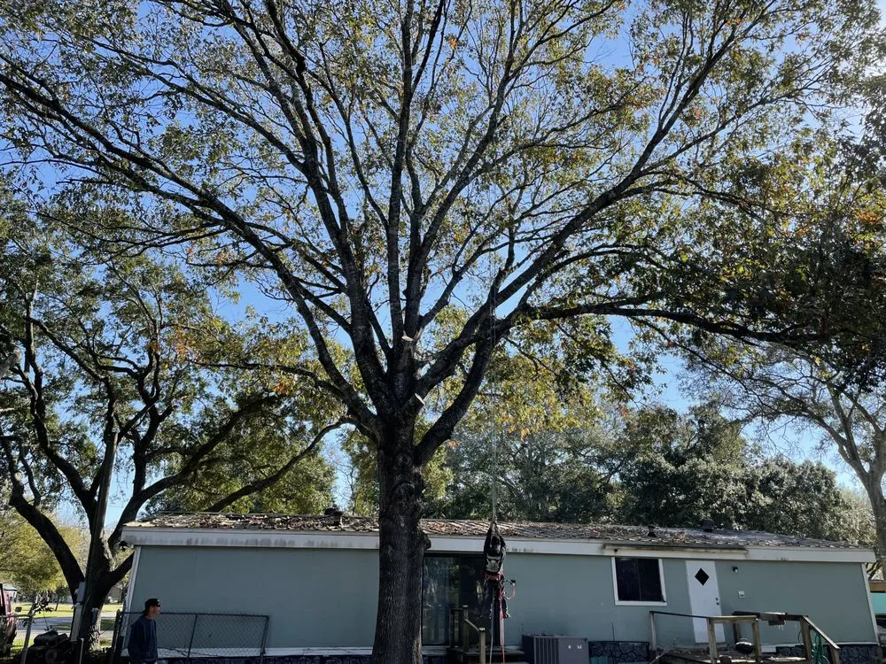 Trusted outdoor landscaping in Baytown, TX - The Tree Guy