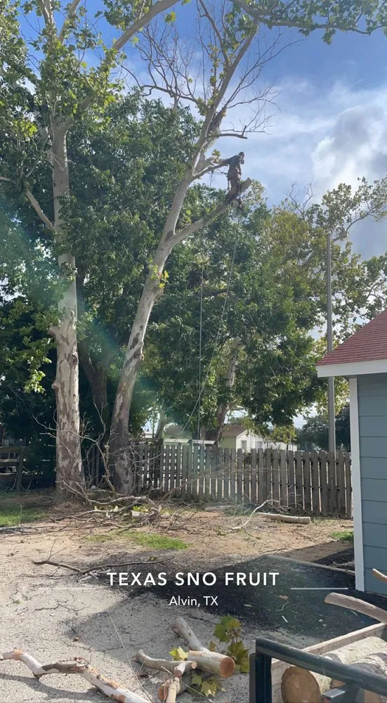 Local landscape design for residential properties in Baytown, TX by The Tree Guy