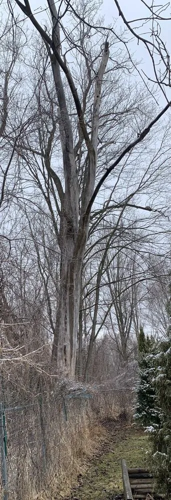 Affordable yard cleanup service in Clio, MI by The Tree Guy