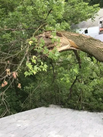 Professional landscaping services in Clio, MI - The Tree Guy