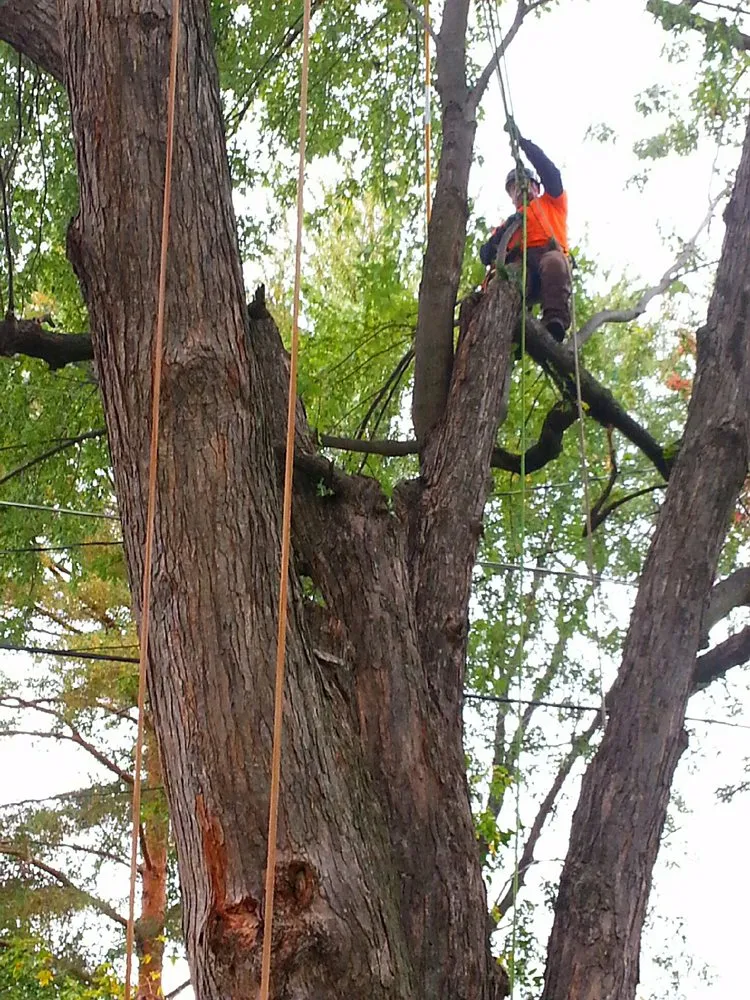 Custom yard cleanup service in Clio, MI - The Tree Guy