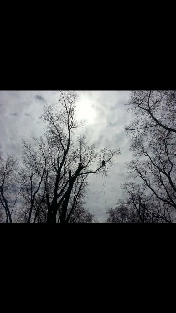 Top-rated landscape installation for year-round maintenance in Clio, MI by The Tree Guy