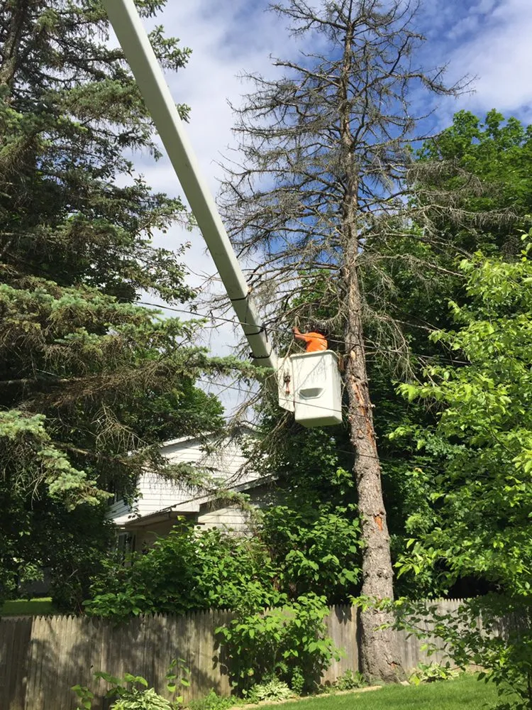 Affordable yard maintenance in Clio, MI - The Tree Guy