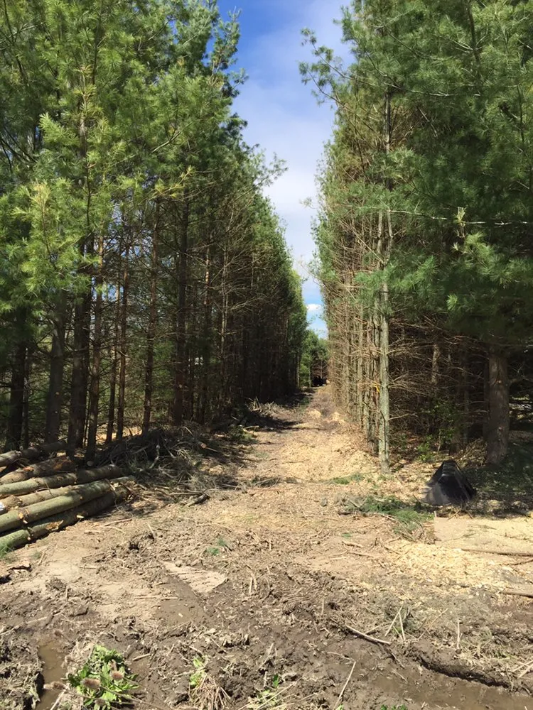 Top-rated residential landscaping for homes in Clio, MI by The Tree Guy