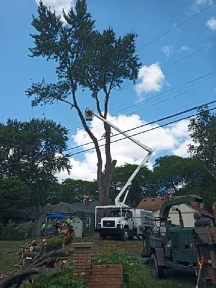 Expert garden landscaping experts serving Clio, MI - The Tree Guy