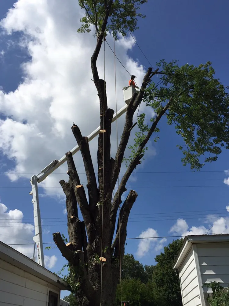 Local landscape design with custom design across Clio, MI - The Tree Guy