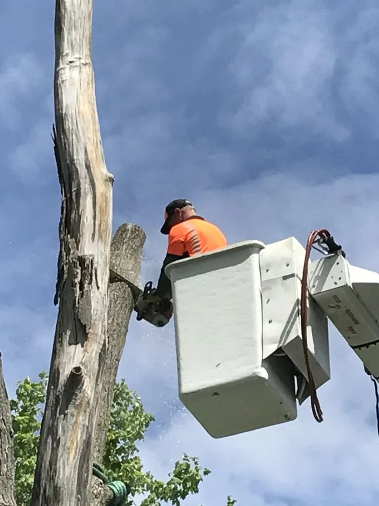 Custom yard cleanup service in Clio, MI by The Tree Guy