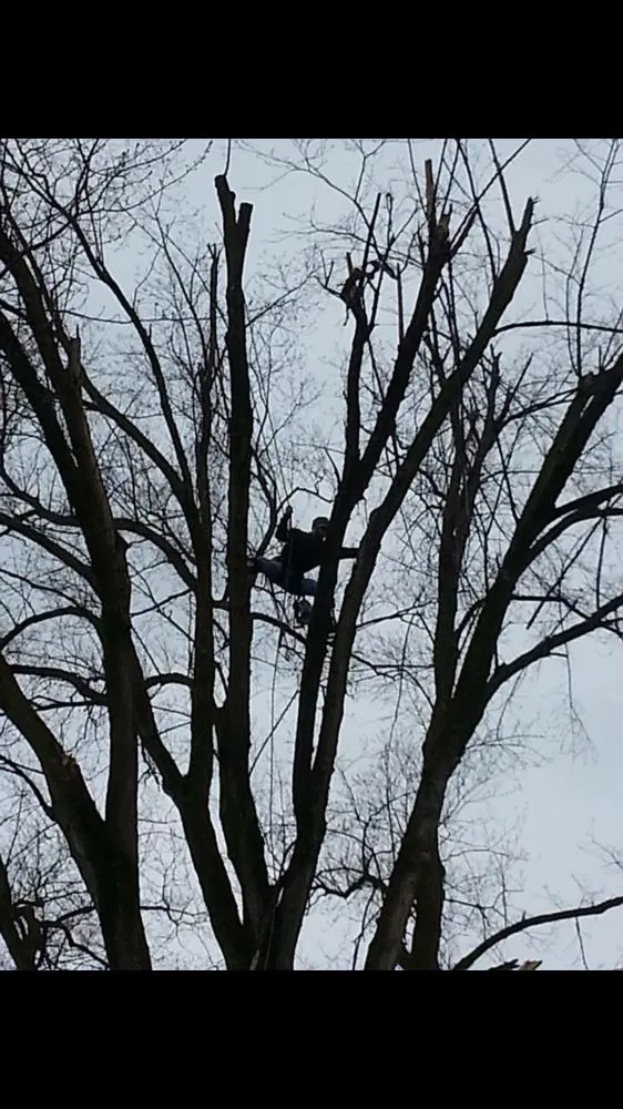 Affordable landscape installation for beautiful yards across Clio, MI - The Tree Guy