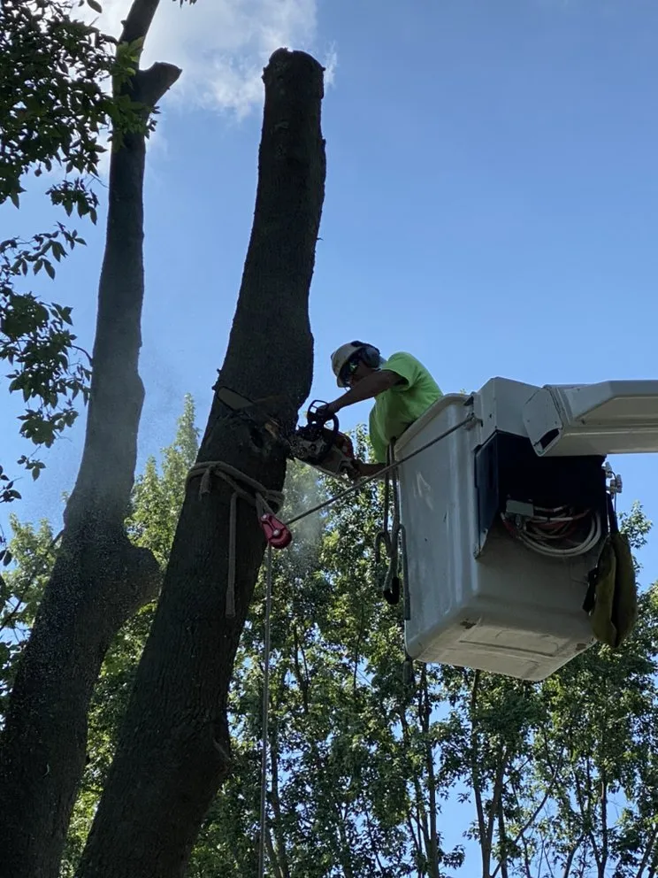 Reliable lawn mowing service in Clio, MI by The Tree Guy