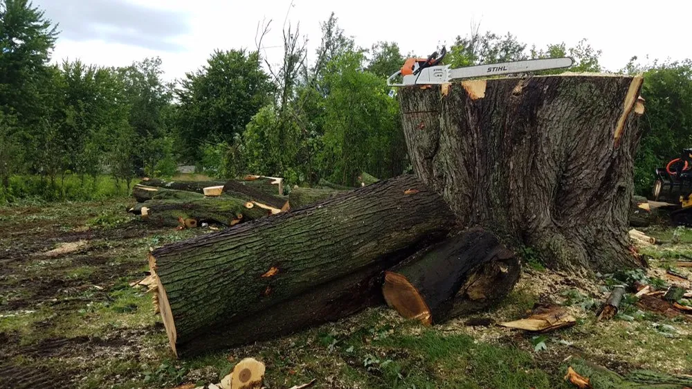 Expert landscape installation for outdoor upgrades across Clio, MI - The Tree Guy