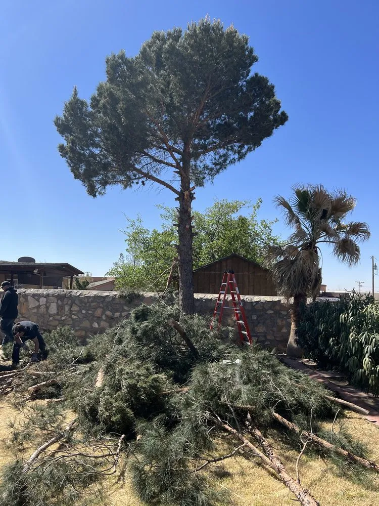 Professional lawn mowing service for homes across El Paso, TX - The Tree Guy