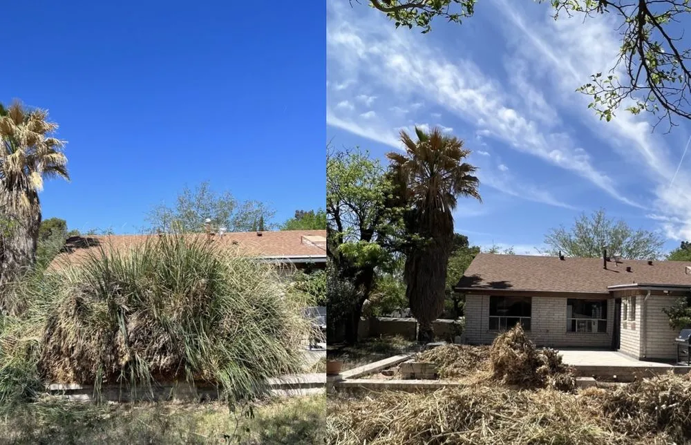 Reliable landscape design with custom design across El Paso, TX - The Tree Guy