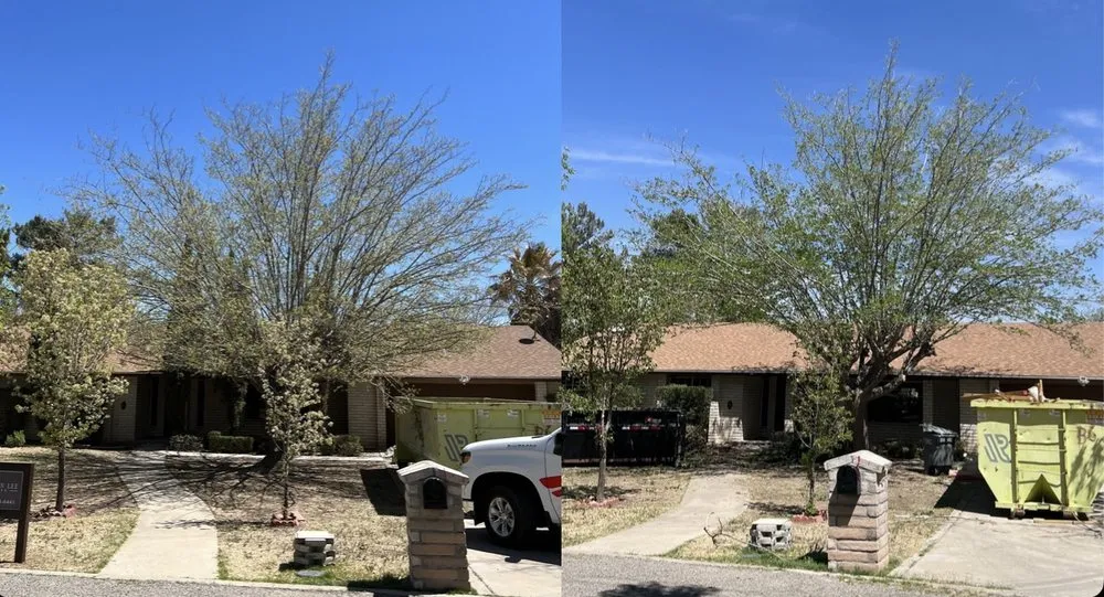 Custom landscape installation in El Paso, TX by The Tree Guy