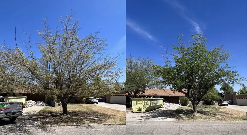 Professional lawn mowing service in El Paso, TX by The Tree Guy