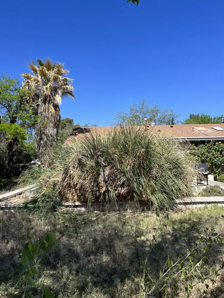 Trusted landscape installation in El Paso, TX - The Tree Guy