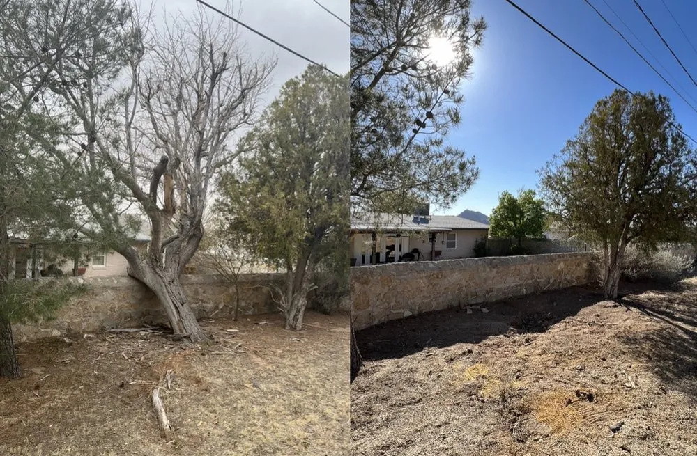 Affordable yard maintenance for year-round maintenance across El Paso, TX - The Tree Guy