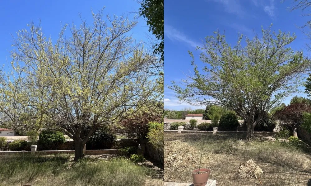Custom garden landscaping in El Paso, TX by The Tree Guy