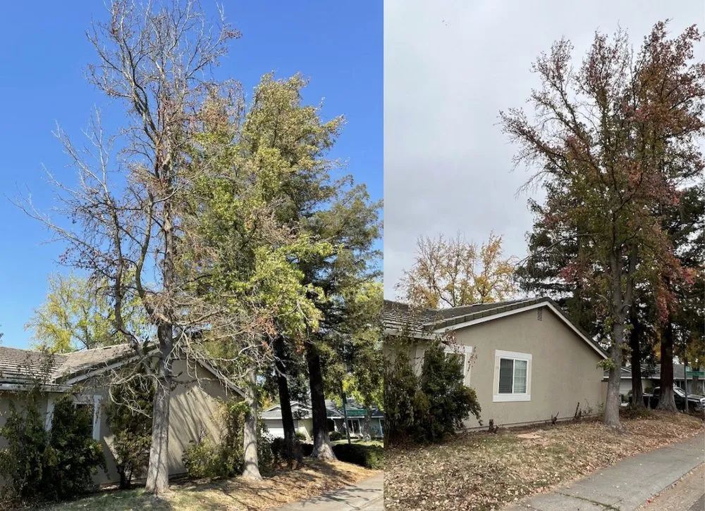 Professional yard cleanup service for residential properties across El Paso, TX - The Tree Guy