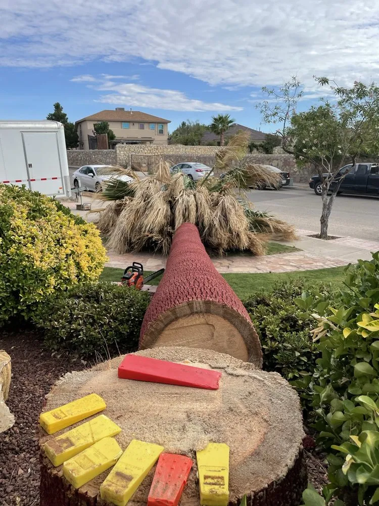 Top-rated outdoor landscaping in El Paso, TX - The Tree Guy