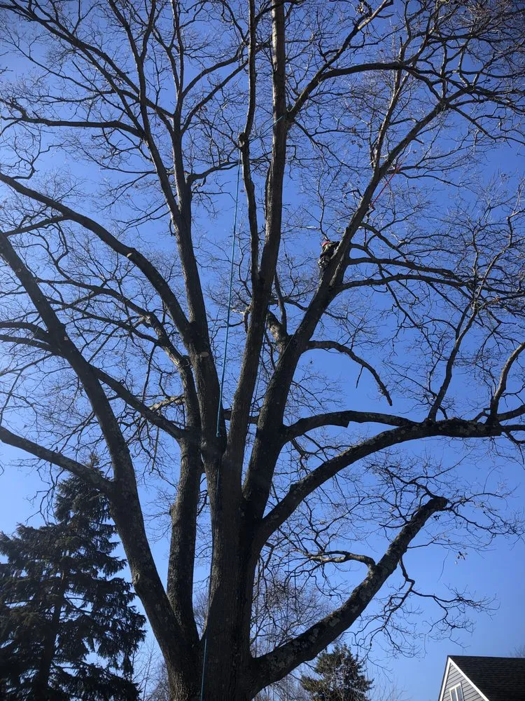 Professional landscaping services in Hamilton Township, NJ - The Tree Guy