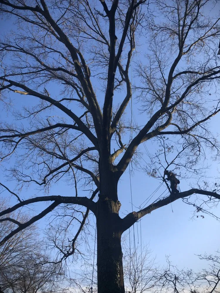 Custom landscape installation in Hamilton Township, NJ by The Tree Guy