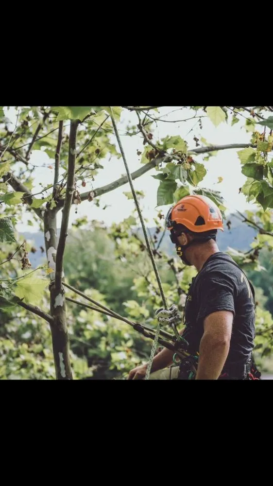 Trusted landscape design in Hamilton Township, NJ by The Tree Guy
