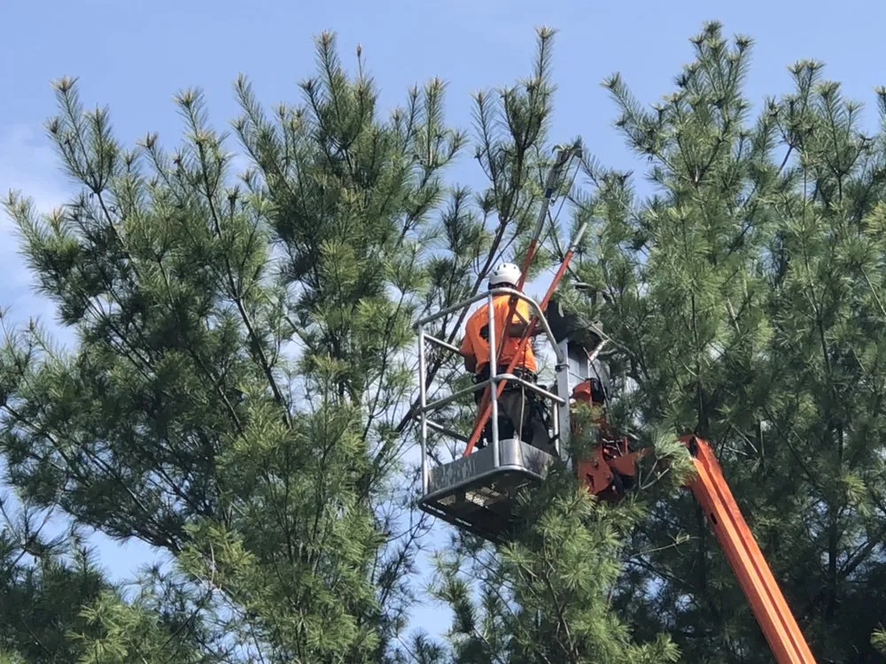 Professional outdoor landscaping in Hamilton Township, NJ - The Tree Guy