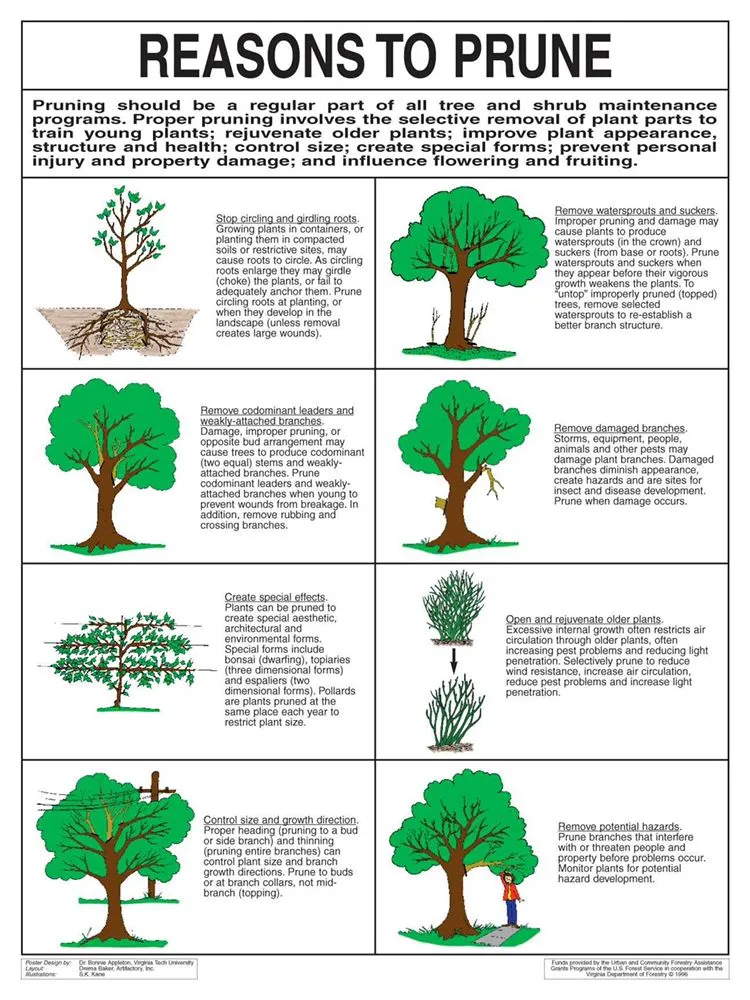 Local yard maintenance for year-round maintenance in Hamilton Township, NJ by The Tree Guy